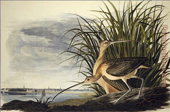 Long-Billed Curlew painting - John James Audubon Long-Billed Curlew art painting